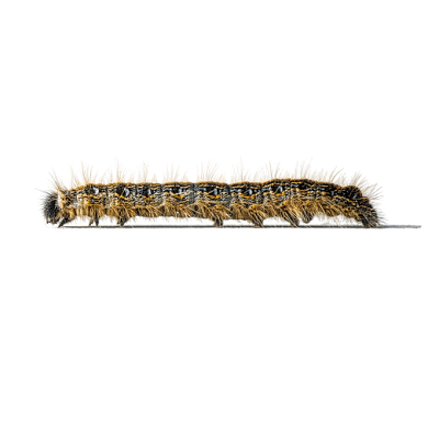 Tent Caterpillar