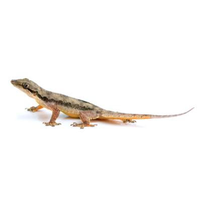 Lizards