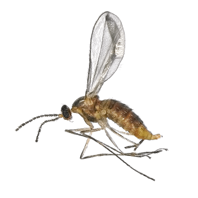 Midges