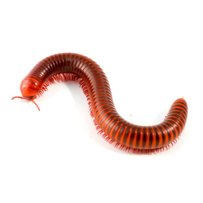 Millipedes