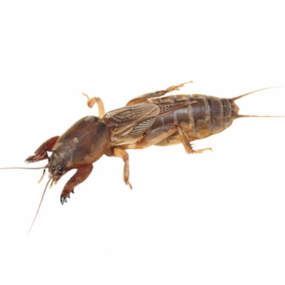 Mole Crickets