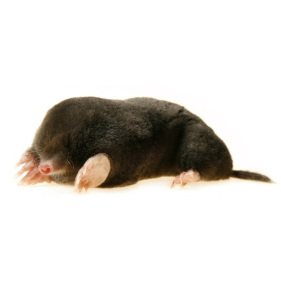 Moles