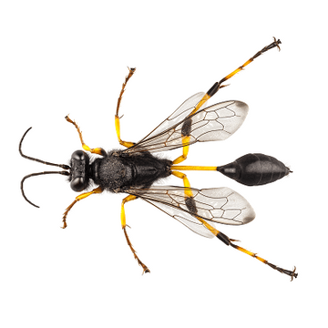 Mud Dauber Wasp Control in Metro Atlanta