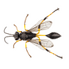 Mud Dauber
