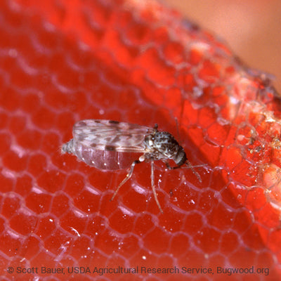 No-See-Ums / Sand Flies