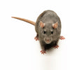 Norway Rat