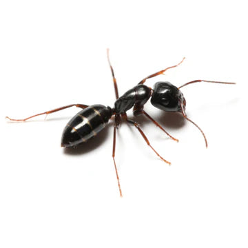 Odorous House Ant