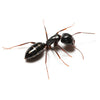 Odorous House Ant