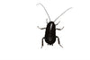 Oriental Cockroach