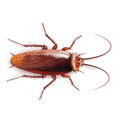 Palmetto Bugs