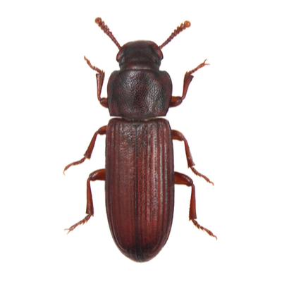 Red Rust Flour Beetle Control