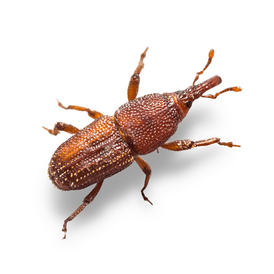Rice Weevil Control