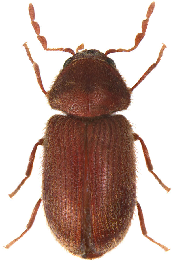 Drug Store Beetle