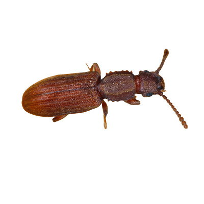 Sawtoothed Grain Beetle