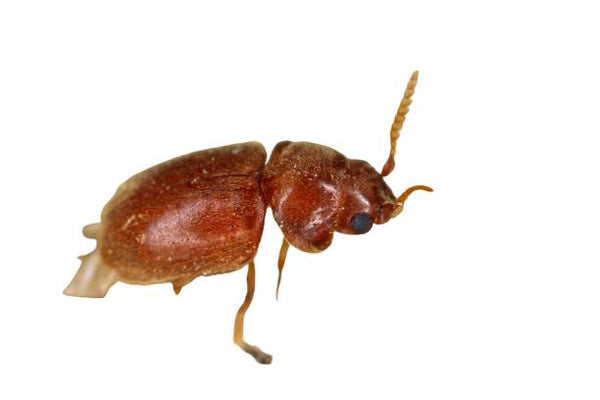 Tobacco / Cigarette Beetle