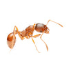 Pharaoh Ant