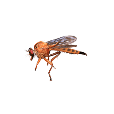 Phorid Fly