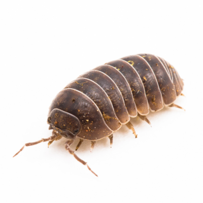 Pill Bugs (Roly-Polies)