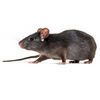 Roof Rat