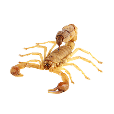 Scorpions