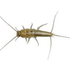 Silverfish