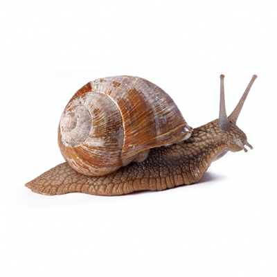 Snail & Slug