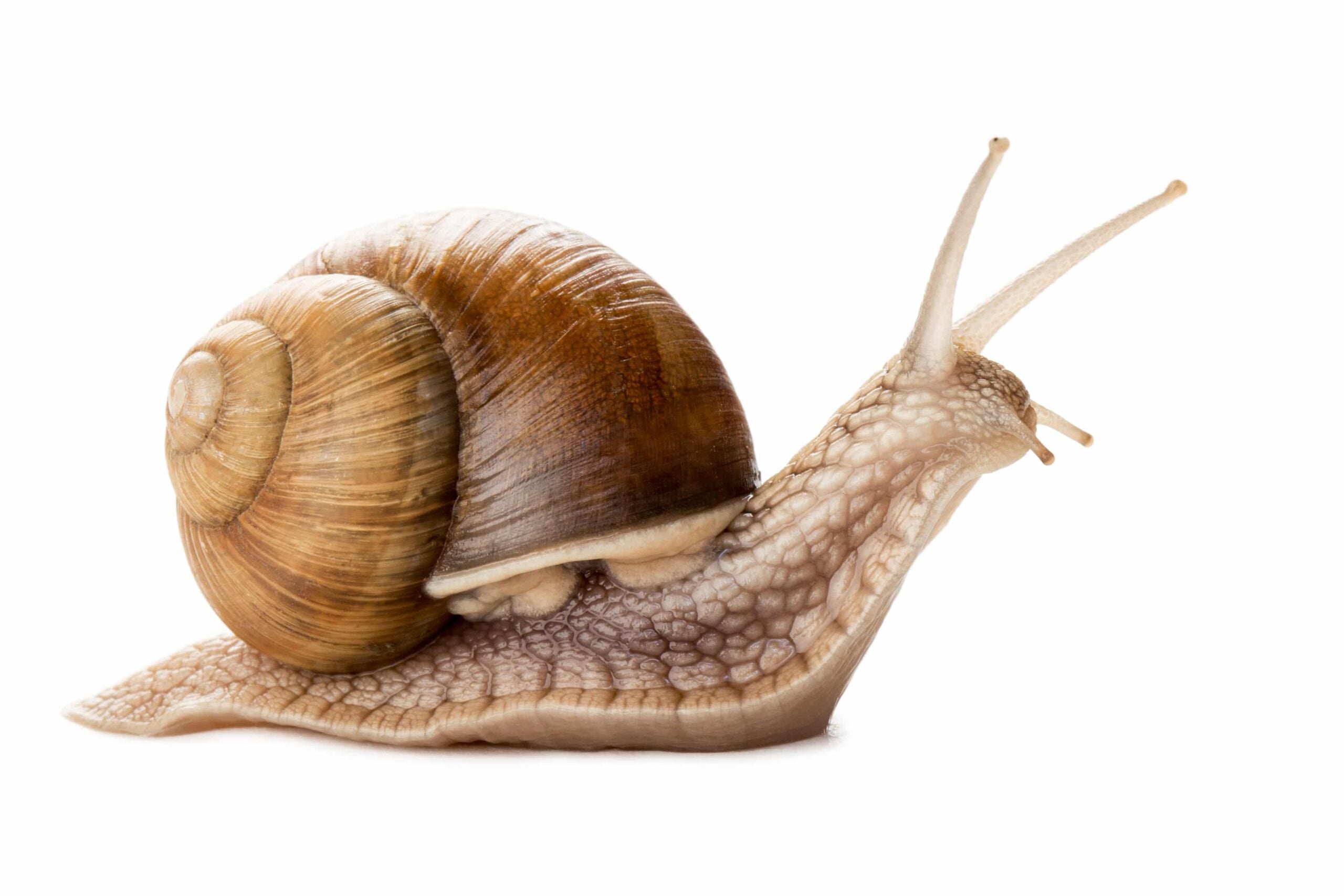 Snails & Slugs