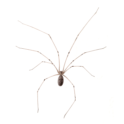 Cellar Spider