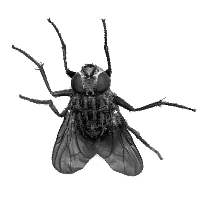 Stable Fly