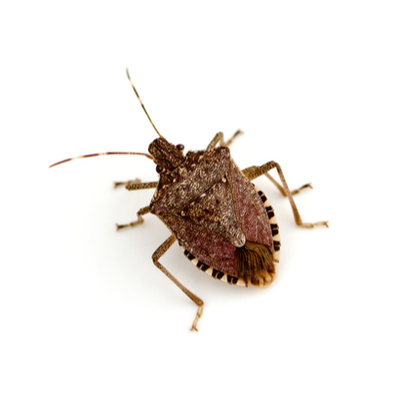 Stink Bug