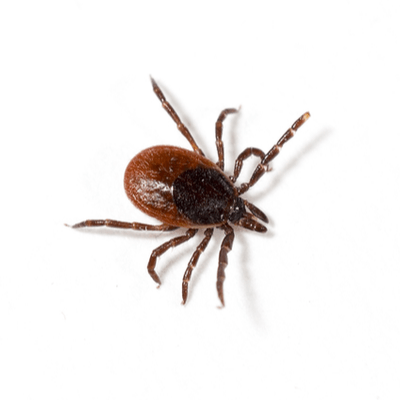 Tick