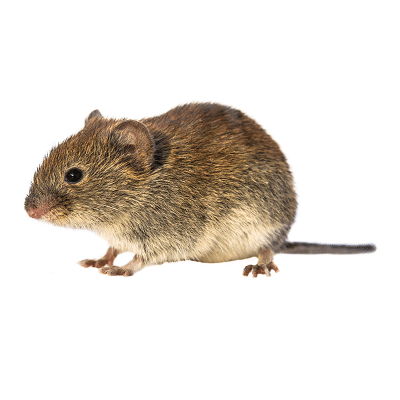 Voles