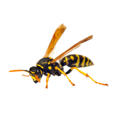Wasps & Hornets