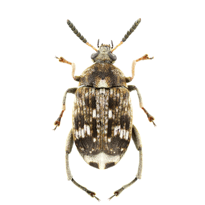 Weevil