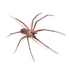 Wolf Spider