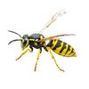 Yellow Jacket