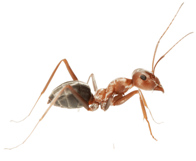 Ant Control