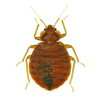 Bed Bug Treatment