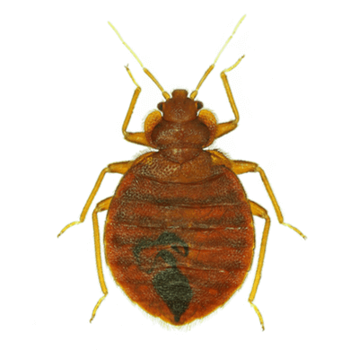 Bed Bug Treatment