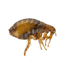 Fleas