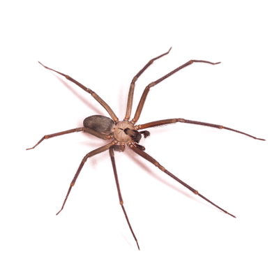 Spider Control