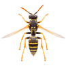 Wasps & Hornets