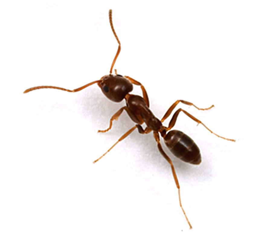 argentine-ants-prevention-tips-servitix