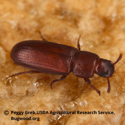 Red Rust Flour Beetle