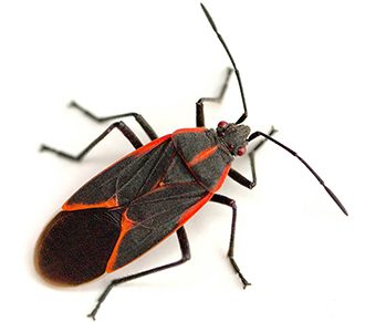 Boxelder Bug Prevention Tips & Techniques - Servitix