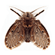 Drain (Moth) Fly